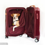 Chachy in Hartmann Luggage